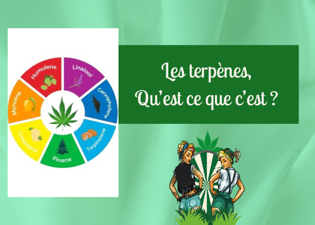 Les terpènes, Quesako ?